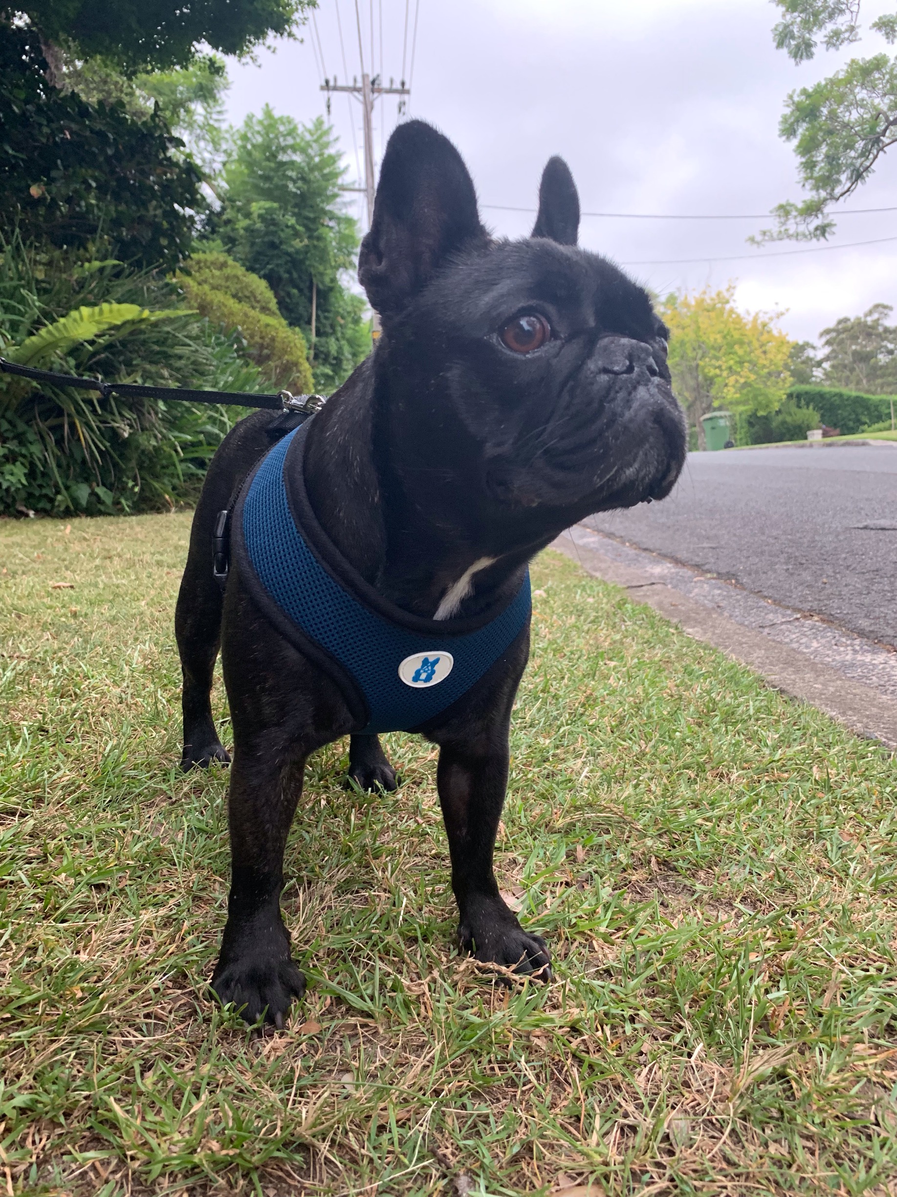 Air Mesh Walking Harness For French Bulldogs Navy