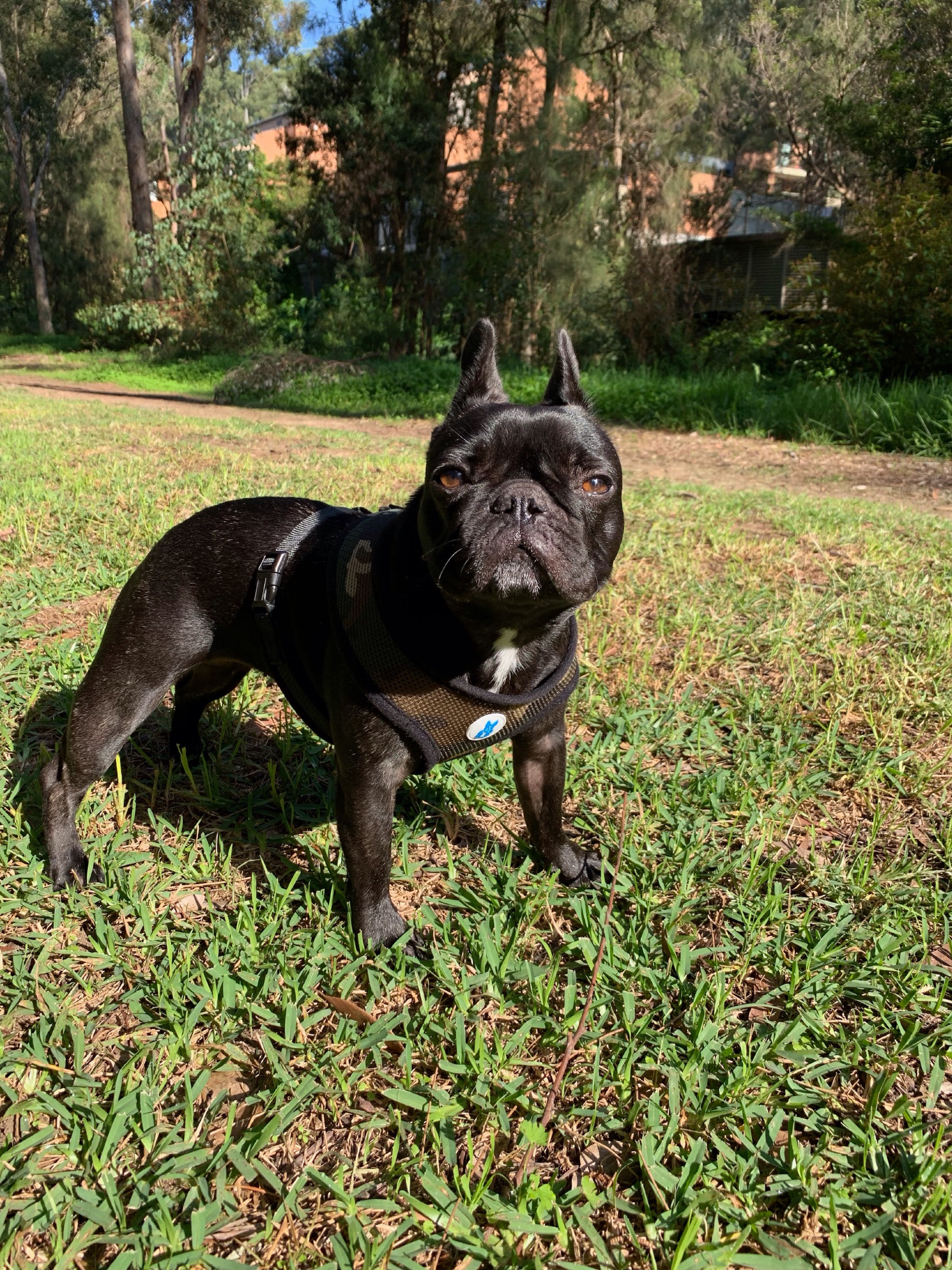 Frankie French Bulldog Walking Harness (Navy)