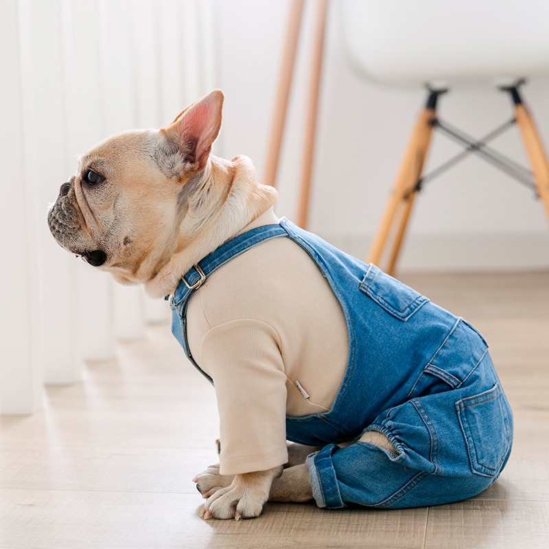 French Bulldog wearing denim overalls