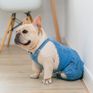 Denim French Bulldog Overalls - Adjustable Fit, Six Different Sizes