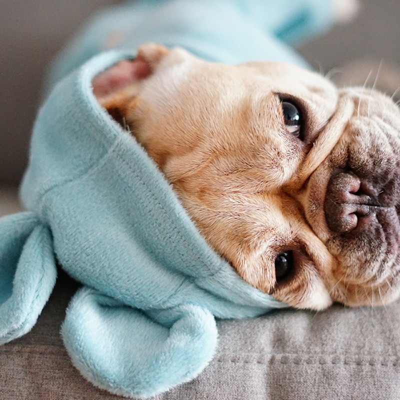 pajamas for bulldogs