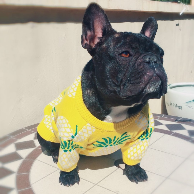 yellow dog sweater