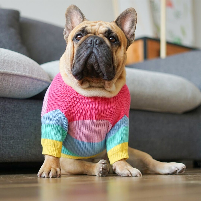 Rainbow Dog Sweater For French Bulldogs Ask Frankie