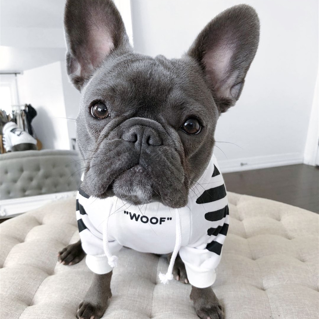 "Woof" Dog Hoodie For Frenchies With Attitude (3 Colors